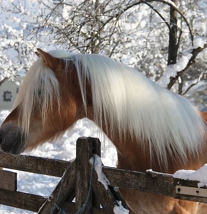 Un cavallo marrone chiaro con criniera bianca si trova vicino a una staccionata di legno in un paesaggio invernale innevato con alberi sullo sfondo.