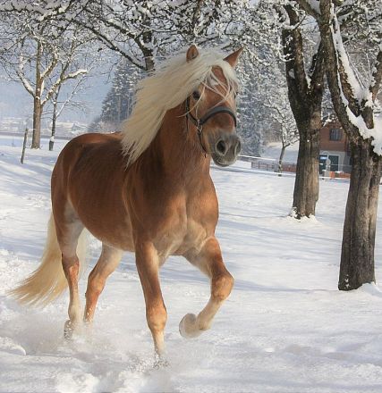 Un cavallo marrone chiaro corre nella neve tra alberi innevati, con criniera bianca al vento. L'ambiente è sereno, tipico di un paesaggio invernale.