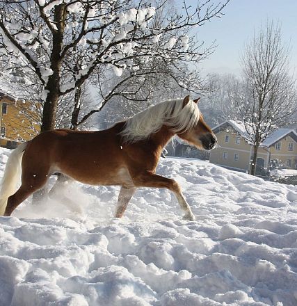 Un cavallo marrone con criniera bianca corre in un paesaggio invernale innevato, vicino a case e alberi spogli, con un campanile in lontananza.