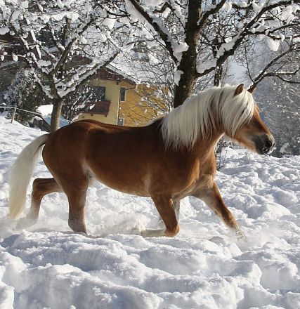 Cavallo marrone chiaro con criniera bianca cammina in un paesaggio innevato, circondato da alberi e case invernali sotto un cielo limpido.