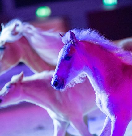 Drei Pferde mit hellem Fell und Mähnen laufen nebeneinander in einer beleuchteten Umgebung. Die Szenerie ist in blaues und rosa Licht getaucht.