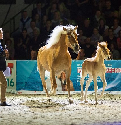 Ein Mann mit einem Mikrofon steht in einer Arena neben einem Haflinger-Pferd und seinem Fohlen. Zuschauer im Hintergrund beobachten die Szene.