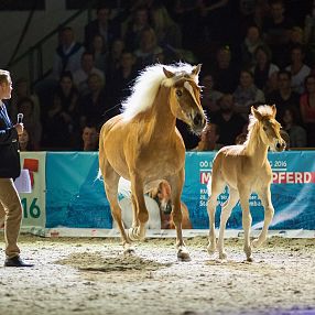 Qu Messe Wels © Phillip Resch