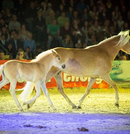 Ein braunes Pferd und sein Fohlen laufen in einer hell erleuchteten Arena vor einem Publikum. Die Szene wirkt lebendig und dynamisch.