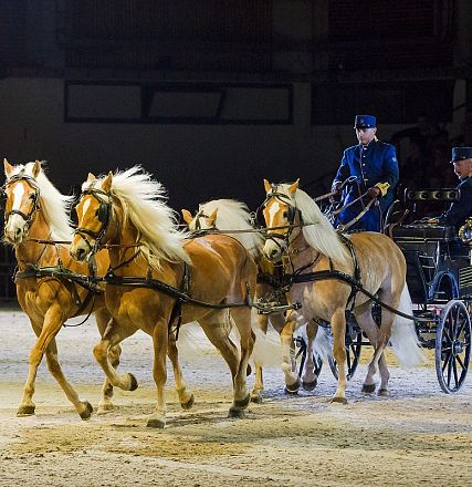Zwei Kutscher führen eine elegante Pferdekutsche mit vier Haflingern in einer beleuchteten Arena vor einem Publikum vor. Die Pferde sind in Bewegung.