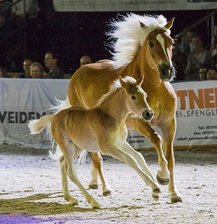 Eine Stute mit ihrem Fohlen galoppiert auf einer Sandfläche in einer Halle. Im Hintergrund sind Zuschauer und ein Werbebanner zu sehen.
