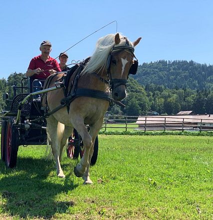 Zwei Personen fahren an einem sonnigen Tag in einer Pferdekutsche über eine grüne Wiese. Im Hintergrund sind Bäume und ein Gebäude zu sehen.