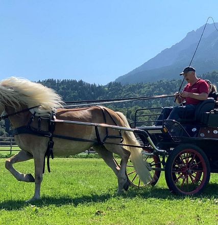 Ein Mann fährt mit einer Kutsche, gezogen von einem braunen Pferd mit heller Mähne, über eine grüne Wiese. Im Hintergrund sind Berge und blauer Himmel zu sehen.