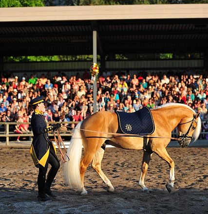Ein prächtig geflecktes Pferd wird von einer in Uniform gekleideten Person durch eine belebte Arena geführt. Im Hintergrund sitzen zahlreiche Zuschauer auf Tribünen.
