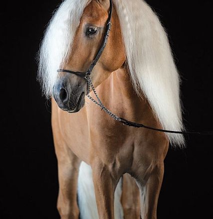 A horse with a shiny, light brown coat and long, flowing white mane stands against a dark background, wearing a simple bridle and looking to the side.