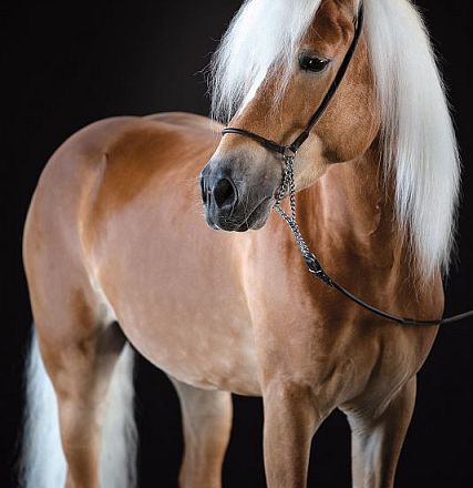 A chestnut horse with a white mane stands gracefully on a dark background, exuding elegance and strength, connected by a black and silver chain bridle.