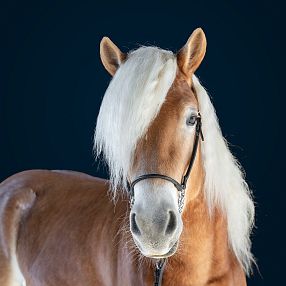 3jähriger Hengst Hengstkörung 2026 Fohlenhof Ebbs