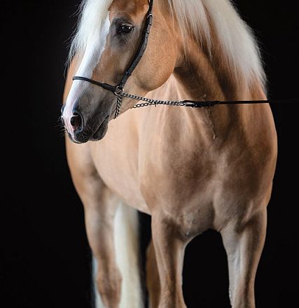Ein elegantes, hellbraunes Pferd mit weißem Gesicht und Mähne steht vor einem dunklen Hintergrund und wirkt fokussiert und aufmerksam.