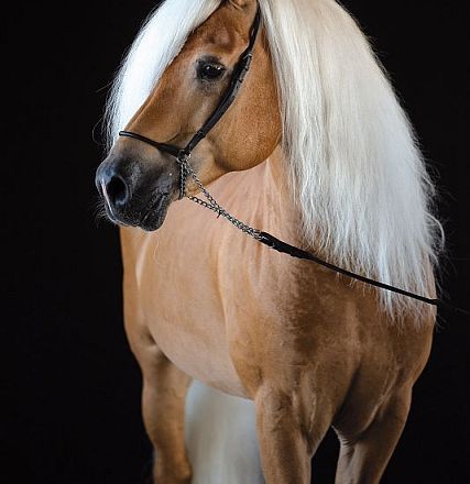 Elegantes Pferd mit goldbraunem Fell und langem, weißem Mähnenhaar steht vor schwarzem Hintergrund. Es trägt ein Halfter und schaut zur Seite.