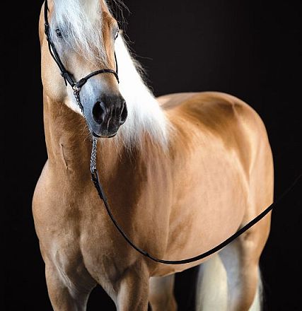Ein elegantes, hellbraunes Pferd mit heller Mähne steht vor schwarzem Hintergrund, trägt ein Halfter und wirkt aufmerksam und kräftig.