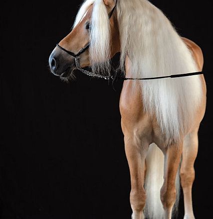 Profilo di un cavallo Haflinger su sfondo nero, con mantello dorato e criniera e coda bianche. Il cavallo indossa una briglia marrone.