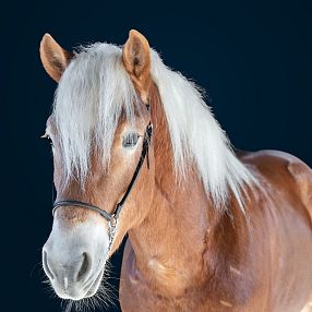 3jähriger Hengst Hengstkörung 2026 Fohlenhof Ebbs