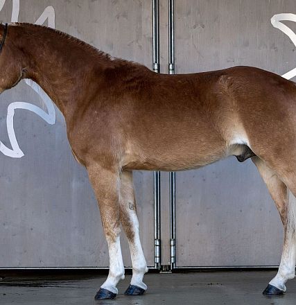 Ein schönes, braunes Pferd mit weißer Mähne und weißem Schwanz steht in einem Stall. Der klare Hintergrund zeigt Umrisse von Blättern oder Pflanzen.