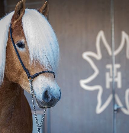 Ein schönes braunes Pferd mit langer, weißer Mähne steht vor einem Stall. Im Hintergrund ist ein stilisiertes Logo auf der Holzwand zu sehen.