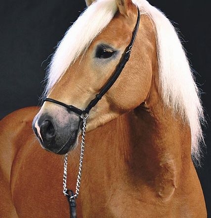 Ein Haflinger-Pferd mit heller Mähne und braunem Fell steht vor einem dunklen Hintergrund. Das Pferd trägt ein schwarzes Halfter und wirkt aufmerksam.