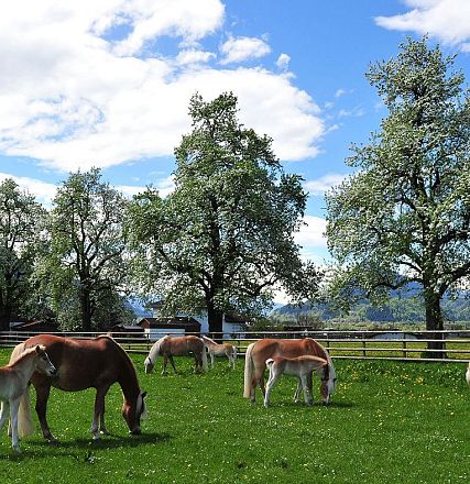 Eine grüne Wiese mit mehreren Pferden und Fohlen, umgeben von blühenden Bäumen und einem klaren blauen Himmel im Hintergrund. Die Szene wirkt idyllisch und ruhig.