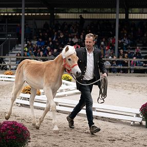Ein Mann führt ein Fohlen durch eine Reitarena, gesäumt von Zuschauern auf Tribünen. Das Fohlen trägt ein Halfter, und bunte Blumen schmücken den Rand der Arena.