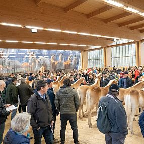 Große Menschenmenge in einer Halle, umgeben von vielen Pferden. Die Personen sind warm gekleidet und betrachten interessiert die Tiere.