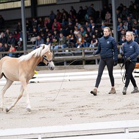 Zwei Personen führen ein braunes Pferd auf einer Sandarena. Im Hintergrund sitzen Zuschauer auf Tribünen und beobachten das Geschehen.