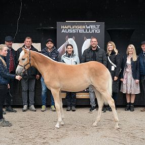 Eine Gruppe von Menschen posiert hinter einem Palomino-Pferd auf einem sandigen Boden. Im Hintergrund ist ein Schild mit der Aufschrift "HARINGER WELT AUSSTELLUNG" zu sehen.