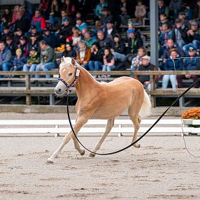 Ein hellbraunes Pferd in der Arena wird von einer Person an der Longe geführt. Zuschauer sitzen auf Tribünen im Hintergrund und beobachten das Geschehen.
