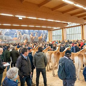 Eine große Menschenmenge versammelt sich in einer Halle mit mehreren Haflingerpferden. Die Halle ist hell erleuchtet und die Wände sind mit Bildern geschmückt.