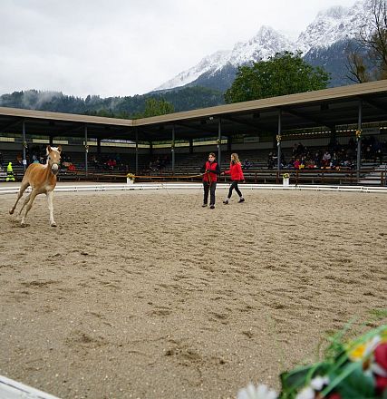 In einer malerischen Bergkulisse zeigt ein Pferdetrainer in einem runden Reitplatz eine Dressurvorführung mit einem majestätischen Pferd vor Publikum.