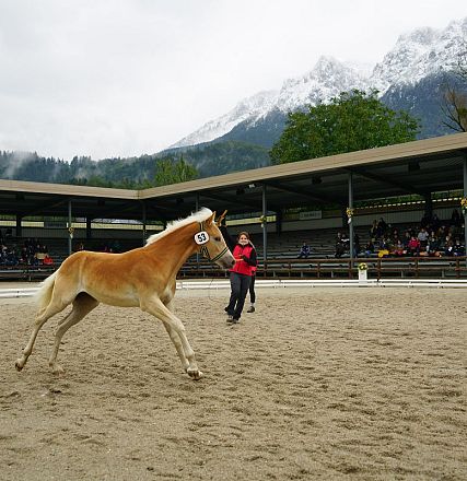 Ein braunes Pferd wird in einem Reitring vorgeführt, umgeben von Bergen mit schneebedeckten Gipfeln. Zuschauer sitzen auf Bänken unter Überdachungen.