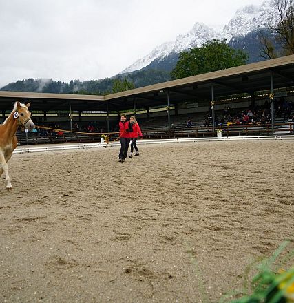 Eine Person führt ein braunes Pferd in einer großen Reithalle mit leeren Tribünen. Im Hintergrund sind schneebedeckte Berge und Wolken zu sehen.