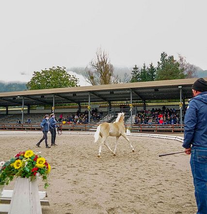Ein Pferd bewegt sich in einer Sandarena, während Trainer es beobachtet. Zuschauer sitzen auf Tribünen unter einem überdachten Bereich hinter ihnen.
