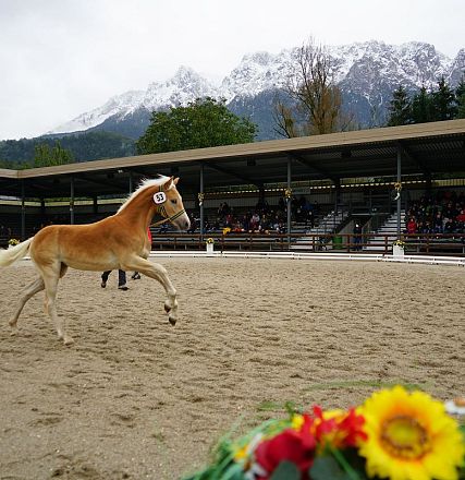 Ein braunes Fohlen galoppiert in einer Reithalle vor schneebedeckten Bergen. Im Vordergrund sind unscharfe Blumen zu sehen, Zuschauer sitzen im Hintergrund.