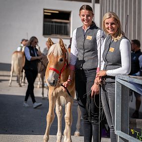 Stutfohlenauktion Fohlenhof Ebbs 2026