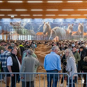 Stutfohlenauktion Fohlenhof Ebbs 2026