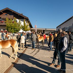 Stutfohlenauktion Fohlenhof Ebbs 2026