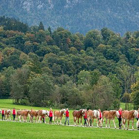 Tiroler Haflinger Hengstalmabtrieb