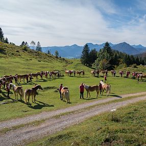 Eine weitläufige Bergwiese mit einer Herde von Pferden und einigen Menschen unter einem klaren Himmel vor einer Kulisse von Bergen und Bäumen.