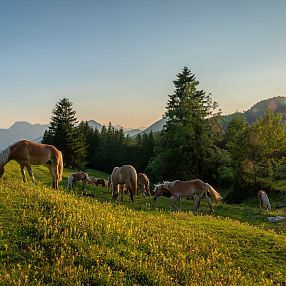 Tiroler Haflinger Hengstalmabtrieb