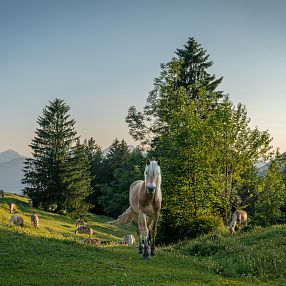 Ein Pferd läuft auf einer grünen Wiese in den Bergen. Im Hintergrund sind Schafe, Bäume und ein klarer Himmel mit sanften Hügeln zu sehen.
