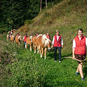 Tiroler Haflinger Hengstalmabtrieb
