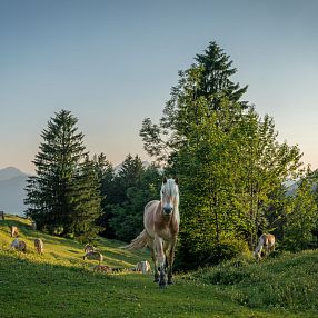 Tiroler Haflinger Hengstalmabtrieb