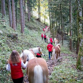 Tiroler Haflinger Hengstalmabtrieb