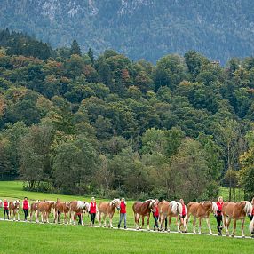 Eine lange Reihe von Pferden wird von Personen in roten Jacken durch eine grüne Wiese geführt. Im Hintergrund ist ein bewaldeter Hügel mit einer Kirche zu sehen.