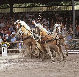 vierspaenner-homepage-5