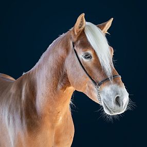 3jähriger Hengst Hengstkörung 2026 Fohlenhof Ebbs