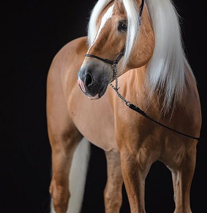 Un cavallo marrone chiaro con criniera bianca lunga, su sfondo nero. L'animale indossa una semplice cavezza nera.